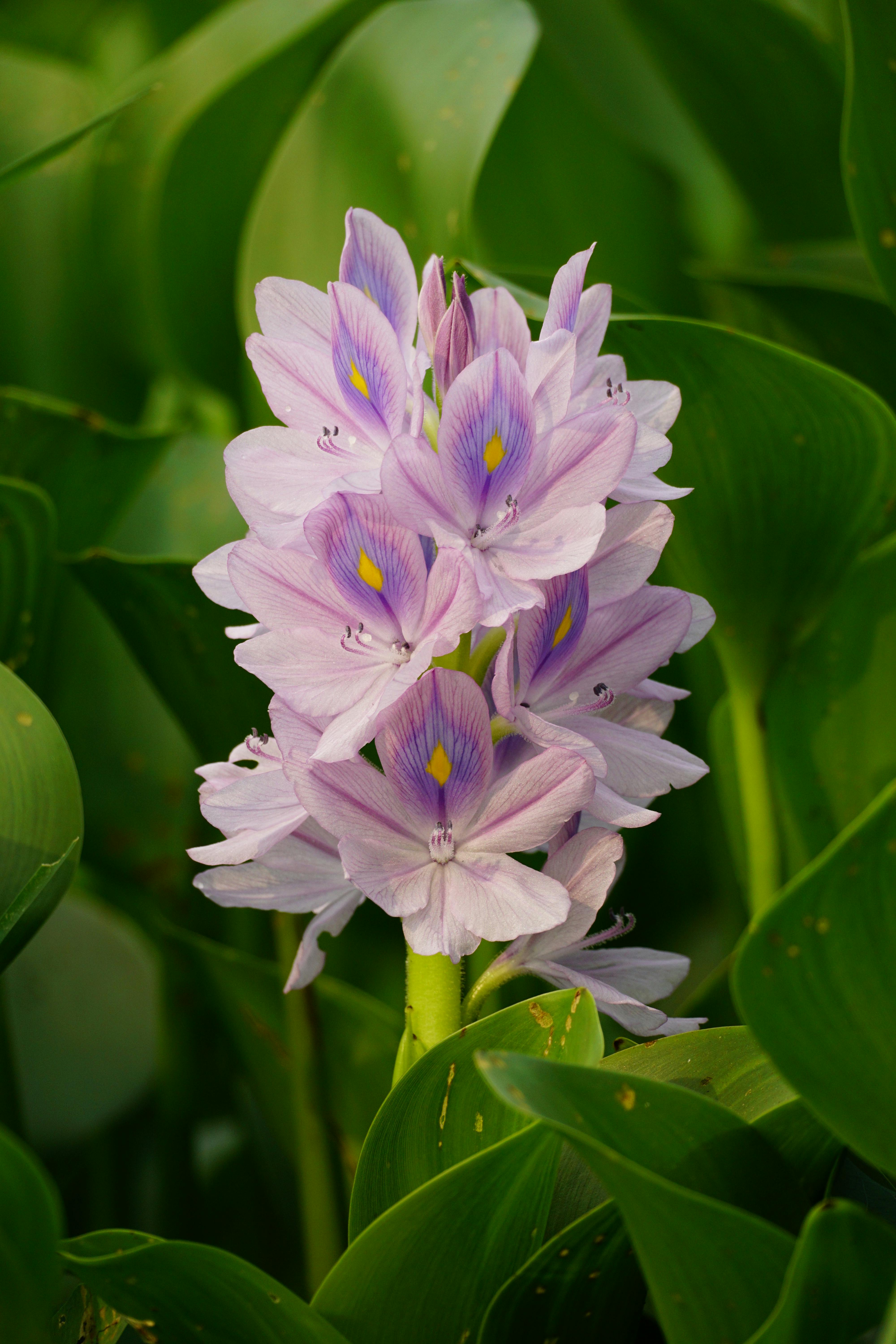 organic whole food nutrition