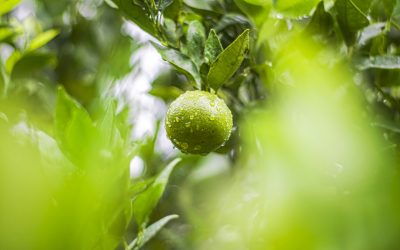 10 Effective Whole Food Recipes to Boost Your Health in 2025